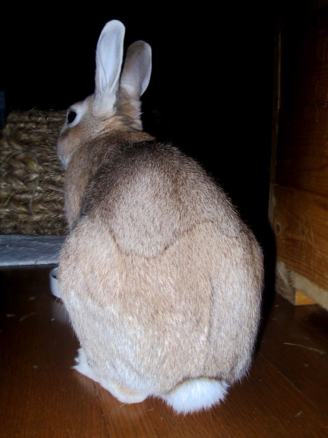 The Decisive Rabbit ウサギの写真 後ろ姿
