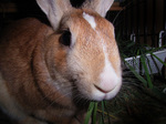20060423-05.jpg