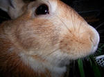 20060423-07.jpg