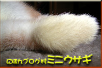 にほんブログ村 うさぎブログ ミニウサギへ