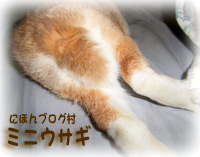 にほんブログ村 うさぎブログ ミニウサギへ