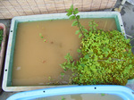 20080720-02.jpg