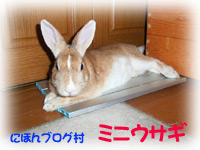 にほんブログ村 うさぎブログ ミニウサギへ