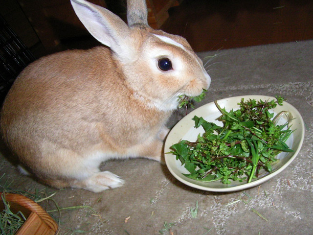 The Decisive Rabbit ウサギの写真 野草の季節