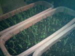 20100513-03.jpg