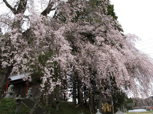 20130421-02.jpg