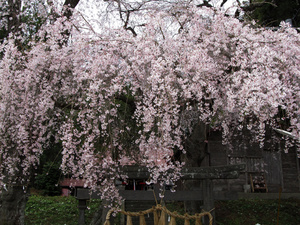 20130421-03.jpg