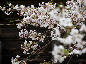 20130421-06.jpg