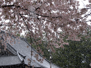20130421-11.jpg