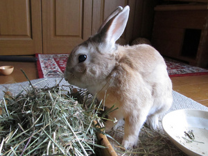 20130421-13.jpg