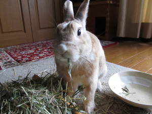 20130421-14.jpg