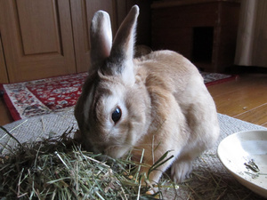 20130421-15.jpg