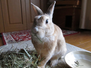 20130421-16.jpg