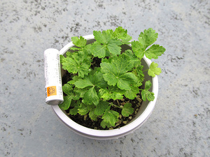 20130707-04.jpg