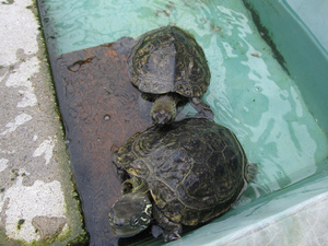 20130707-05.jpg