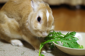 20140216-04.jpg