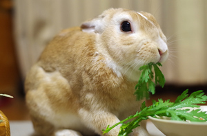 20140216-05.jpg