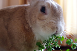 20140427-03.jpg