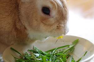 20140427-05.jpg