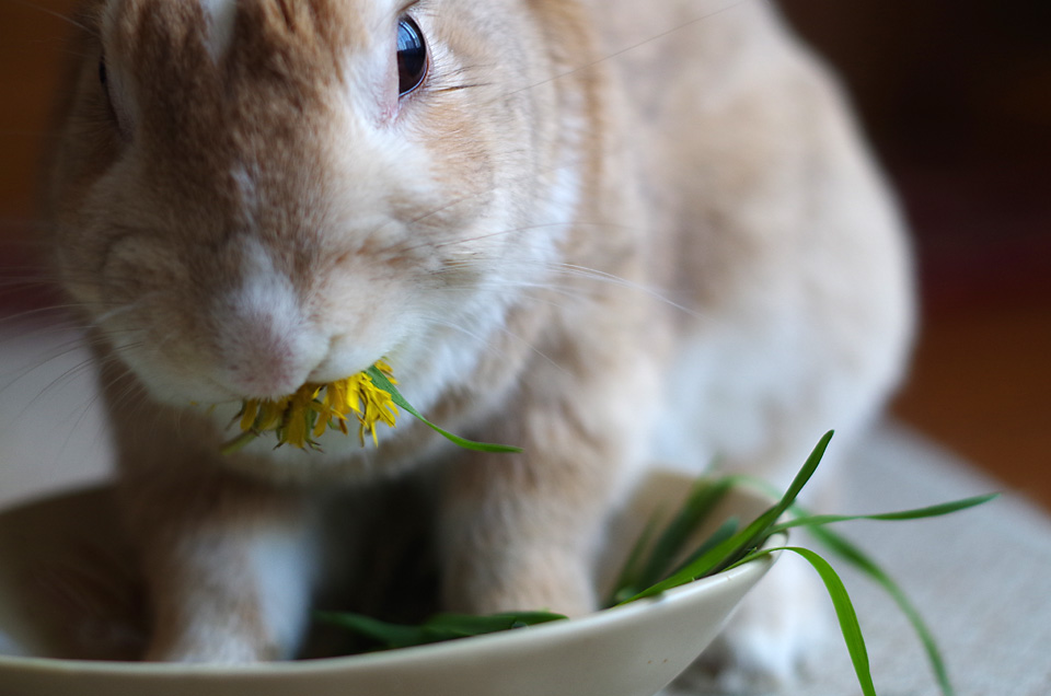 The Decisive Rabbit ウサギの写真 モリモリ