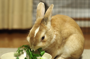 20140810-04.jpg
